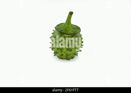 Mumbai , Inde - 15 mars 2021, gousses de graines de Datura (Datura stramonium, connu sous les noms communs de pommier, jimsonweed ou le snare du diable) à Mumbai Mah Banque D'Images