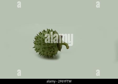 Mumbai , Inde - 15 mars 2021, gousses de graines de Datura (Datura stramonium, connu sous les noms communs de pommier, jimsonweed ou le snare du diable) à Mumbai Mah Banque D'Images