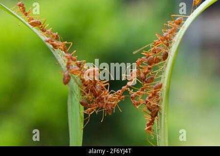 ANT action debout.Ant Bridge Unity team, concept team work Together Red ant,Weaver Ants (Oecophylla smaragdina),action de fourmis de nourriture Banque D'Images