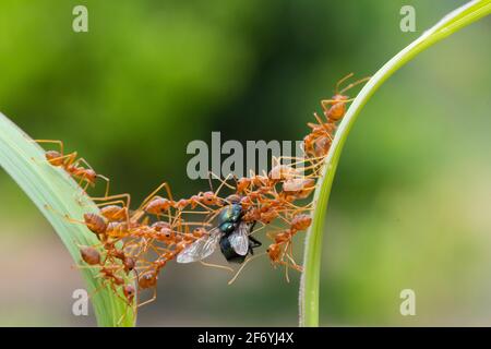 ANT action debout.Ant Bridge Unity team, concept team work Together Red ant,Weaver Ants (Oecophylla smaragdina),action de fourmis de nourriture Banque D'Images