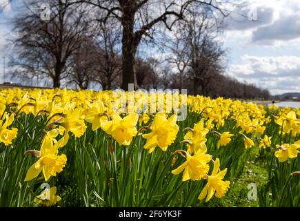 Jonquilles printanières au Victoria Embankment de Nottingham, dans le Nottinghamshire, Angleterre, Royaume-Uni Banque D'Images