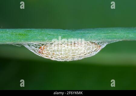 Pupa de la famille des Acrolepiopsis assectella (Acrolepiopsis assectella). C'est la plante parasitaire invasive de la spéciesa des cultures de poireaux. Les larves se nourrissent d'Alliu Banque D'Images