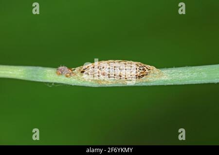 Pupa de la famille des Acrolepiopsis assectella (Acrolepiopsis assectella). C'est la plante parasitaire invasive de la spéciesa des cultures de poireaux. Les larves se nourrissent d'Alliu Banque D'Images