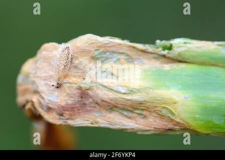 Pupa de la famille des Acrolepiopsis assectella (Acrolepiopsis assectella). C'est la plante parasitaire invasive de la spéciesa des cultures de poireaux. Les larves se nourrissent d'Alliu Banque D'Images