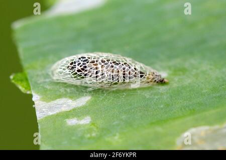 Pupa de la famille des Acrolepiopsis assectella (Acrolepiopsis assectella). C'est la plante parasitaire invasive de la spéciesa des cultures de poireaux. Les larves se nourrissent d'Alliu Banque D'Images