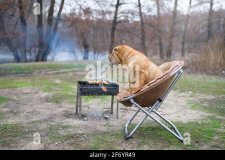 le chien sharpey est assis sur une chaise dans la nature, à côté du barbecue, regardant l'appareil photo. portrait des chiens gros plan, chien rouge heureux avec les propriétaires. Banque D'Images