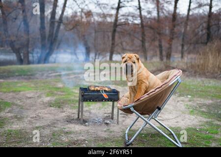 le chien sharpey est assis sur une chaise dans la nature, à côté du barbecue, regardant l'appareil photo. portrait des chiens gros plan, chien rouge heureux avec les propriétaires. Banque D'Images