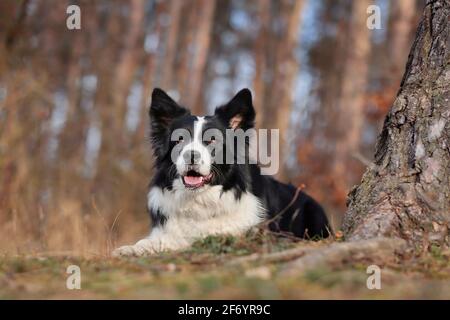 Le chien Collie à bordure noire et blanche se trouve dans la forêt d'automne. Joli animal dans les bois. Banque D'Images
