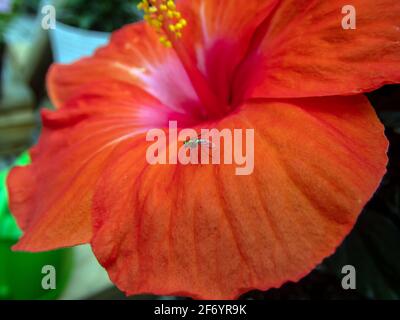 Photographie macro d'un petit insecte qui se trouve sur un grand pétale d'une fleur d'hibiscus orange dans le sud-ouest du Missouri. L'effet bokeh est un effet de flou Banque D'Images