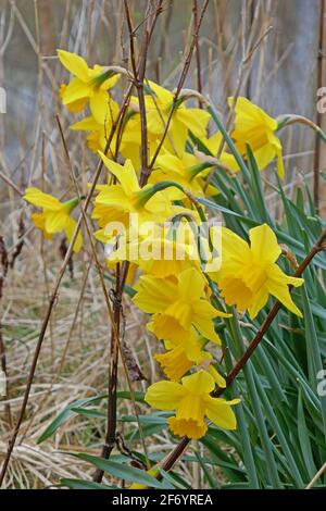 Jonquilles en pleine croissance sauvage dans la réserve naturelle, Woodland Walk Banque D'Images