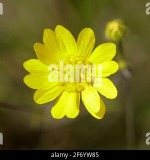 Tête de fleur en forme de Buttercup de Californie. Los Altos Hills, Californie, États-Unis. Banque D'Images