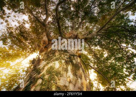Baignade en forêt sous un arbre américain de Sycamore (Platanus occidentalis), lac Sainte-Claire Metropark, MI Banque D'Images
