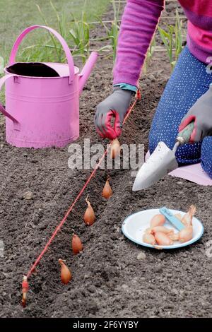 Femme plantant des échalotes. Semis direct d'un ensemble d'échalotes de bananes « Longor » dans un potager. ROYAUME-UNI Banque D'Images