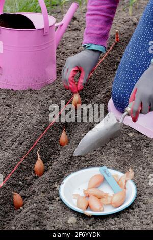 Femme plantant des échalotes. Semis direct d'un ensemble d'échalotes de bananes « Longor » dans un potager. ROYAUME-UNI Banque D'Images