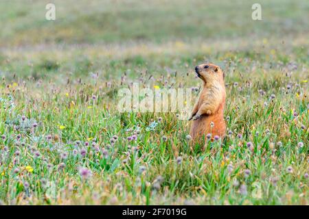 La marmotte alpine grise (menuisier) se tient sur ses pattes arrière et regarde la distance - à l'approche du camp de base avancé de Lénine, Kirghizistan Banque D'Images