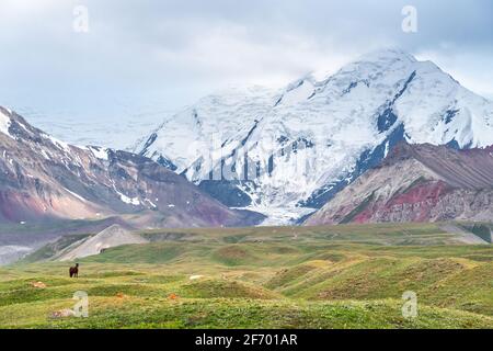 Faire du cheval brun sur le pâturage éloigné près du Pamir enneigé Montagnes à la frontière du Kirghizistan et du Tadjikistan Banque D'Images