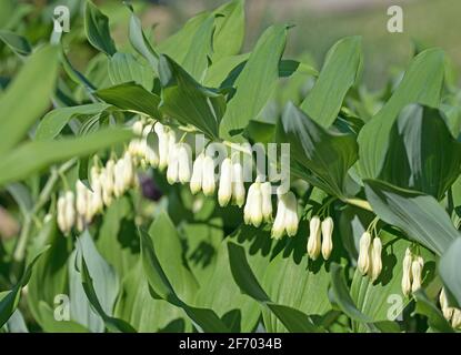 Fleur du Sceau de Salomon, polygonatum odoratum Banque D'Images