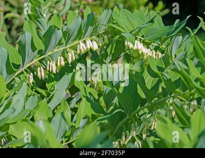 Fleur du Sceau de Salomon, polygonatum odoratum Banque D'Images