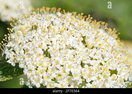 Boule de neige laineux, Viburnum lantana, fleurit en gros plan Banque D'Images