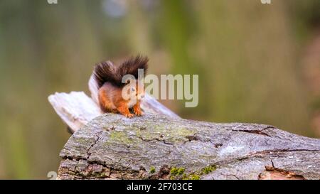 Haltern, NRW, Allemagne. 3 avril 2021. Un petit écureuil rouge (Sciurus vulgaris) se prélait sous le soleil de l'après-midi sur un tronc d'arbre dans les bois près de Haltern en Rhénanie-du-Nord-Westphalie. Les populations d'écureuils roux sont toujours en déclin dans le monde et sont une espèce protégée dans la plupart des pays d'Europe. Credit: Imagetraceur/Alamy Live News Banque D'Images