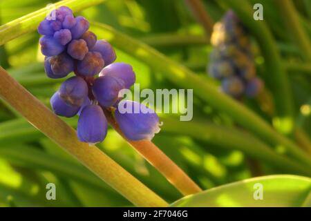 Close up of blooming muscaris Banque D'Images