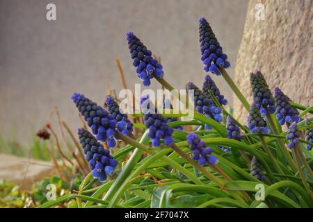 Close up of blooming muscaris Banque D'Images