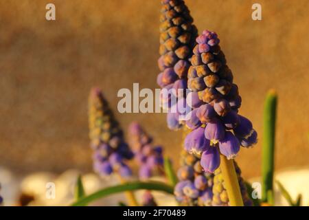 Close up of blooming muscaris Banque D'Images