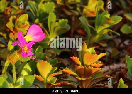 gros plan d'une plante à fleurs roses dans un jardin Banque D'Images