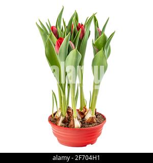 Tulipes rouges de printemps de jardin en pot sur fond blanc Banque D'Images