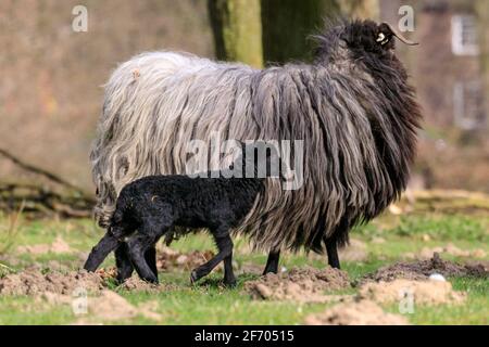 Münsterland, NRW, Allemagne. 3 avril 2021. Un petit « agneau de Pâques » explore ses environs. L'agneau, vieux de quelques jours et encore fragile sur ses jambes, est protégé avec prudence par sa mère et le petit troupeau de moutons Heidschnucke, une race de mouflons à poil long du nord de l'Allemagne. Le troupeau est conservé par la gestion forestière de la réserve naturelle de Dülmen, dans la campagne de Münsterland. Credit: Imagetraceur/Alamy Live News Banque D'Images