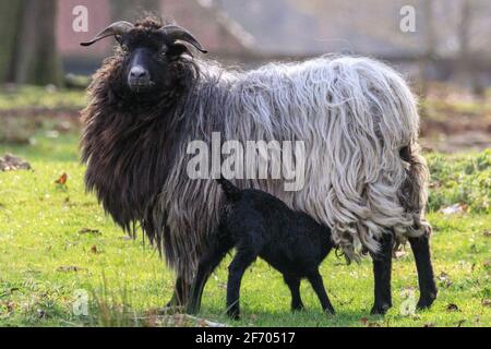 Münsterland, NRW, Allemagne. 3 avril 2021. Un peu d'agneau de Pâques arrive de sa mère. L'agneau, vieux de quelques jours et encore fragile sur ses jambes, est protégé avec prudence par sa mère et le petit troupeau de moutons Heidschnucke, une race de mouflons à poil long du nord de l'Allemagne. Le troupeau est conservé par la gestion forestière de la réserve naturelle de Dülmen, dans la campagne de Münsterland. Credit: Imagetraceur/Alamy Live News Banque D'Images