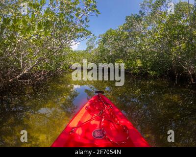 Faites du kayak dans les marais de mangrove au large de Key Largo Florida, États-Unis Banque D'Images