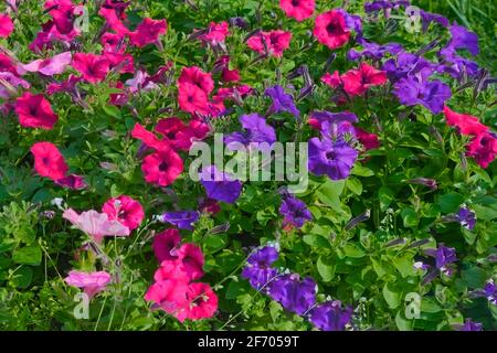 Fleurs pétunia colorées en gros plan. Pétunia hybrida lit fleur fond floral. Fleurs fleuries dans le panier de jardin, parterre à fleurs. Banque D'Images