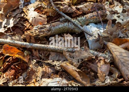 Feuilles tombées et branches de bouleau cassées sur le sol forestier En automne Banque D'Images