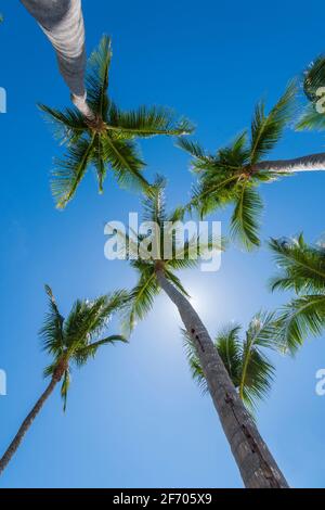 À la recherche de plusieurs palmiers, Key Largo Florida USA Banque D'Images