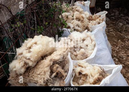 Vue sur les flocons de laine de mouton fraîchement cisaillés dans les sacs Banque D'Images