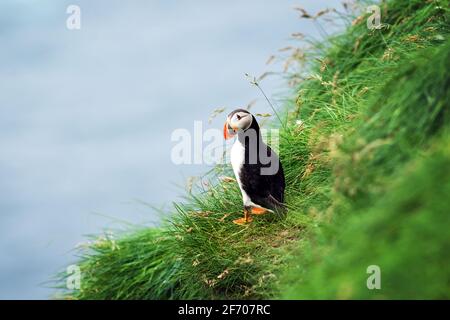 Célèbre oiseau faroois - puffin sur le bord de la côte herbacée de l'île de Féroé Mykines dans l'océan Atlantique. Îles Féroé, Danemark. Photographie animale Banque D'Images
