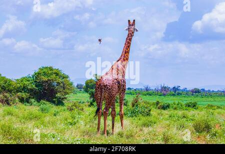 Girafe debout dans la haute herbe dans le parc national de Tsavo East, Kenya. L'oiseau vole sur une girafe. C'est une photo de la vie sauvage. C'est une belle journée. Banque D'Images