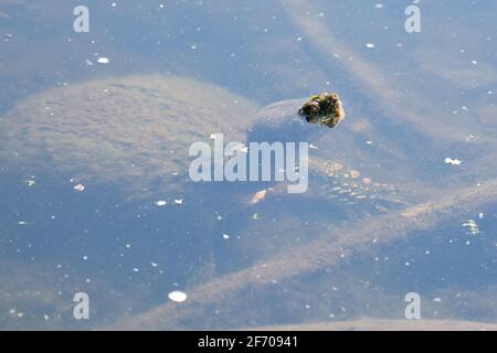 Tortue serpentine (chelydra serpentina) sous l'eau avec une partie de son visage au-dessus de la surface de l'eau Banque D'Images