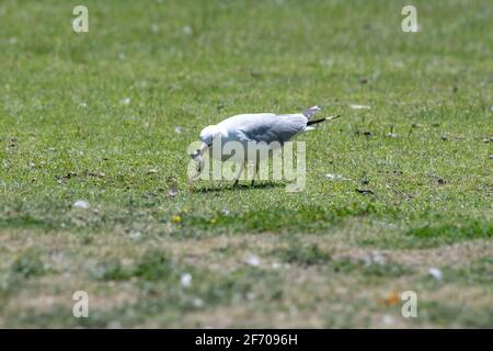 Mouette à bec cerclé debout dans l'herbe avec un poisson-chat fraîchement pêché dans son bec au Canada Banque D'Images