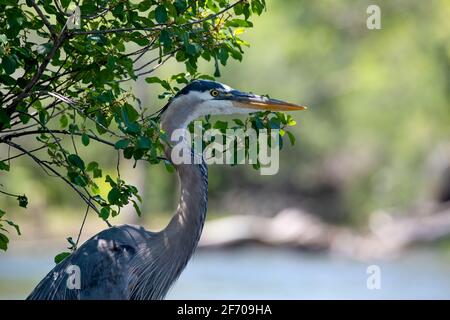 Great Blue Heron - gros plan d'un grand héron bleu cou et tête pendant qu'il se trouve près de la rivière où c'était de la pêche Banque D'Images