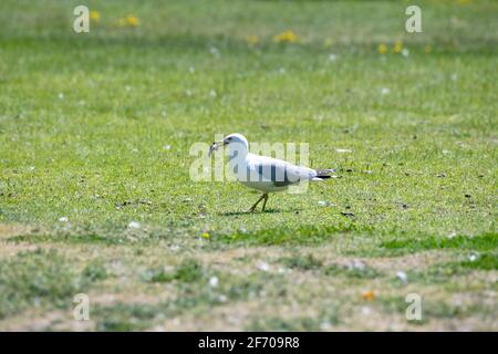 Mouette à bec cerclé debout dans l'herbe avec un poisson-chat fraîchement pêché Dans son projet de loi au Canada Banque D'Images