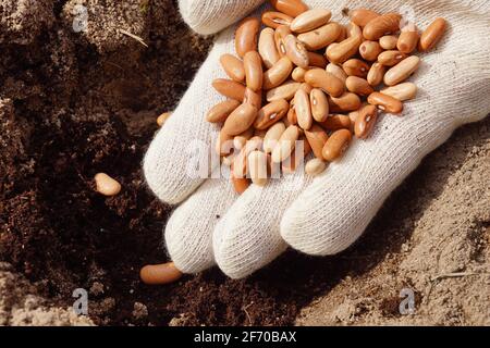 Travaux de jardin de printemps. Une main gantée remplie de haricots. Banque D'Images