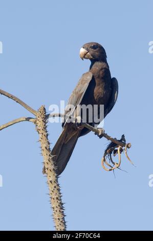 Grand Vasa Parrot (Coracopsis vasa) - Madagascar Banque D'Images