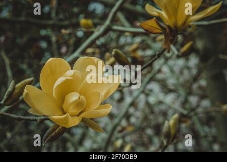 Floraison de fleurs de magnolia jaune au printemps, fond floral Banque D'Images