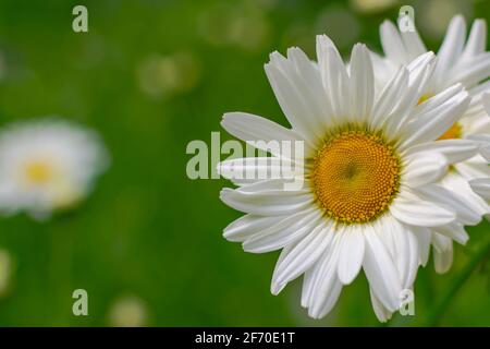 Camomille blanche sur fond de prairie verte floue, fleur blanche sur la droite de la photo. Banque D'Images