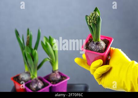 Une main à gants jaunes tient un pot de jacinthes non ouverts. Semis en pots. Banque D'Images