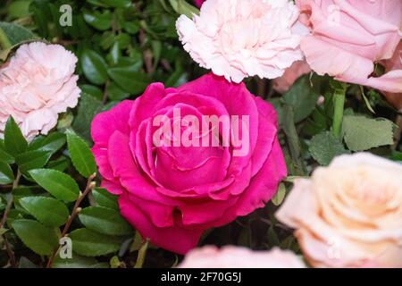 belle fuchsia rose dans le jardin entouré par des œillets et roses roses Banque D'Images