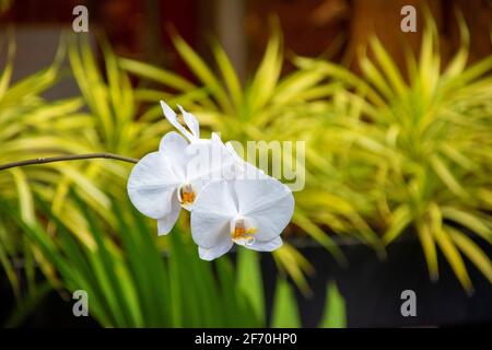 orchidées blanches et jaunes suspendues dans la cour avec du vert arrière-plan d'autres plantes Banque D'Images