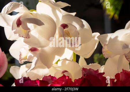 orchidée blanche entourée d'autres orchidées et pétales de rose illuminé par une série de lumière Banque D'Images